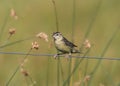 Bobolink female Royalty Free Stock Photo