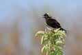 Bobolink in a Leafy Tree Top