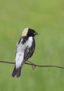 A Bobolink male perched on a barbed wire fence in Ottawa, Canada Royalty Free Stock Photo