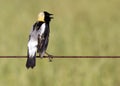 Bobolink Singing Royalty Free Stock Photo