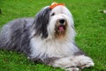 Bobtail dog Royalty Free Stock Photo