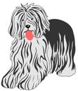 Bobtail dog Royalty Free Stock Photo