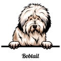 Bobtail - dog breed. Color image of a dogs head isolated on a white background