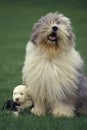 Bobtail Dog or Old English Sheepdog, Mother and Pup standing on Grass Royalty Free Stock Photo