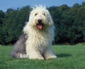 Bobtail Dog Or Old English Sheepdog Standing On Lawn
