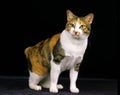 Japanese Bobtail Domestic Cat against Black Background Royalty Free Stock Photo