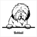 Bobtail - Peeking Dogs - breed face head isolated on white