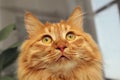 Bobtail red cat looking up Royalty Free Stock Photo