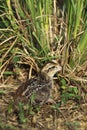 Bobwhite