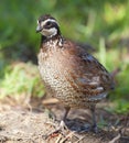 Bobwhite