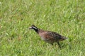 Bobwhite quail