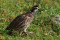 Bobwhite quail Royalty Free Stock Photo