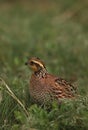 Bobwhite Quail Royalty Free Stock Photo