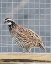 Bobwhite Quail