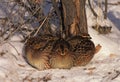 Bobwhite Quail Covey