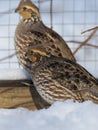 Bobwhite Quail Royalty Free Stock Photo