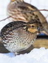 Bobwhite Quail Royalty Free Stock Photo