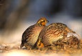 Bobwhite Quail Females Royalty Free Stock Photo