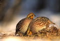 Bobwhite Quail Females