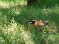 Bobwhite Quail in the grass Royalty Free Stock Photo