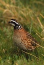 Bobwhite Quail Male Royalty Free Stock Photo