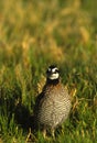 Bobwhite Quail Male Royalty Free Stock Photo