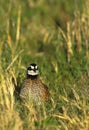 Bobwhite Quail Male Royalty Free Stock Photo