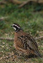Bobwhite Quail Male Royalty Free Stock Photo