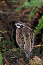 Bobwhite quail