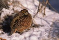 Bobwhite Quail Male in Snow Royalty Free Stock Photo