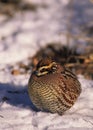 Bobwhite Quail Male in Snow Royalty Free Stock Photo