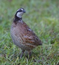 Bobwhite quail Royalty Free Stock Photo