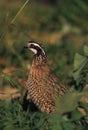Bobwhite Quail Portrait Royalty Free Stock Photo