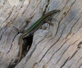 Bocage`s Wall Lizard Podarcis bocagei