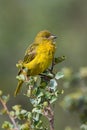 Bocage-wever, Cape Weaver, Ploceus capensis Royalty Free Stock Photo