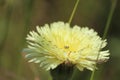 Boccione major Urospermum dalechampii Royalty Free Stock Photo