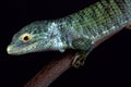 Bocourt`s arboreal alligator lizard Abronia vasconcelosii