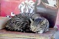 Bodega Cat Royalty Free Stock Photo