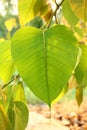 Bodh Leaf Royalty Free Stock Photo