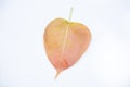Bodh tree leaf Royalty Free Stock Photo