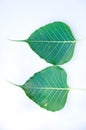 Bodh tree leaf Royalty Free Stock Photo