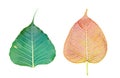 Bodh tree leaf Royalty Free Stock Photo