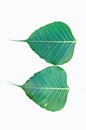 Bodh tree leaf Royalty Free Stock Photo