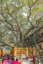 Bodhgaya, Bihar, India - 12.21.2017; Bodhi Tree at Mahabodhi Temple