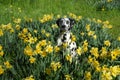 Bodhi the dalmatian in spring daffodils