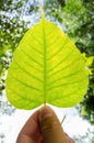 Bodhi leaf Royalty Free Stock Photo