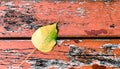 Bodhi leaf fall on the grunge wood floor Royalty Free Stock Photo