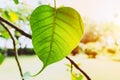 Bodhi Leaf Green fresh nature ecology with sunlight Royalty Free Stock Photo