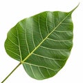 A Bodhi leaf, isolated Royalty Free Stock Photo