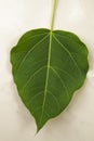 Bodhi Leaf